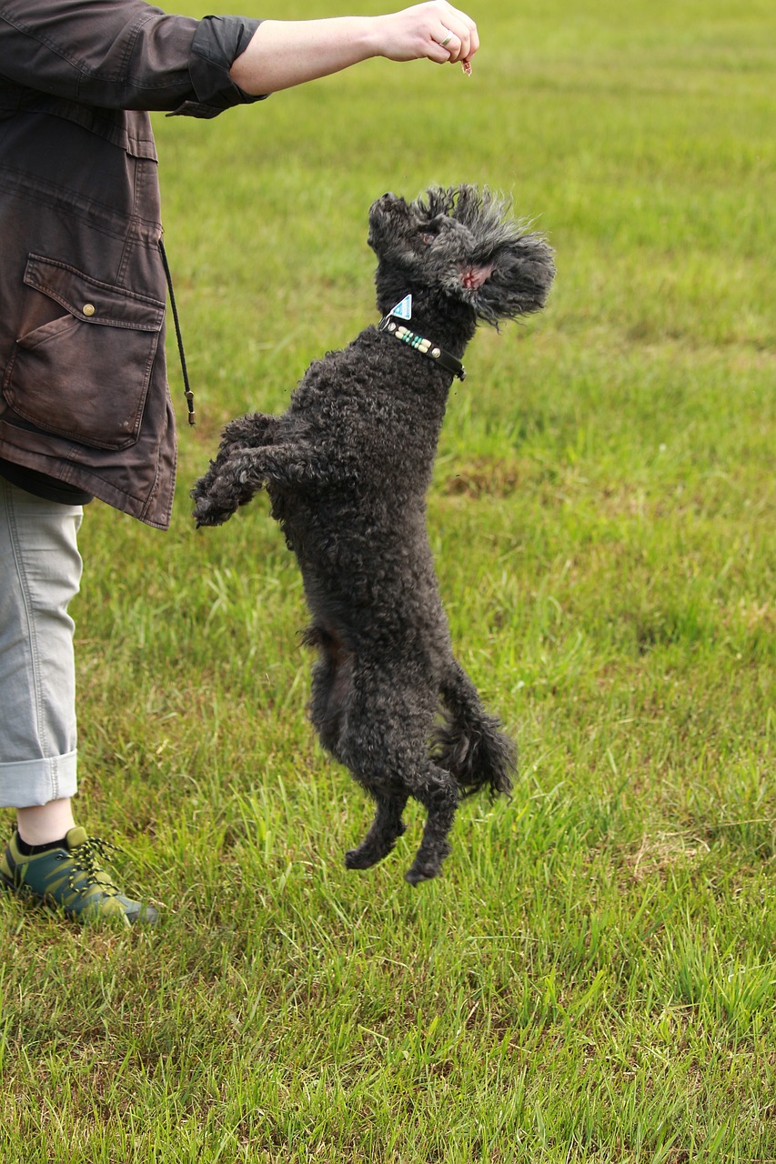 poodle, pet, leap