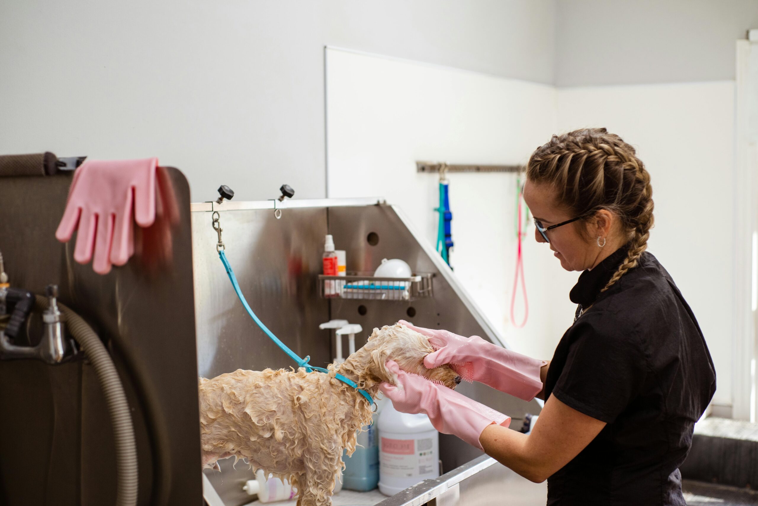 Groomer Standing and Washing Dog